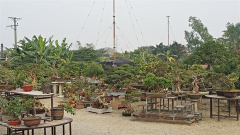 Découvrez l’art du bonsaï dans l’ancien village de Triêu Khuc ảnh 1