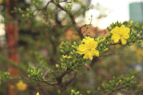 La fleur d’abricotier comme un rappel éternel au printemps dans le Sud ảnh 3