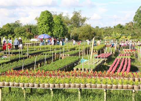 Le village floral de Tân Quy Dông resplendit de couleurs ảnh 2 Le village floral de Tân Quy Dông resplendit de couleurs ảnh 2