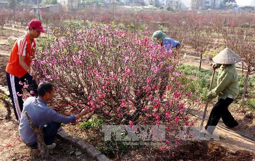 Au village de Nhât Tân, les fleurs de pêcher de toujours sourient au vent de l’Est ảnh 2 Au village de Nhât Tân, les fleurs de pêcher de toujours sourient au vent de l’Est ảnh 2
