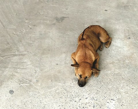 Le chien de Phu Quôc, une pure race qui nous fait craquer ảnh 1 Le chien de Phu Quôc, une pure race qui nous fait craquer ảnh 1