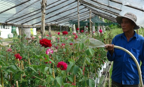 Le village floral de Tân Quy Dông resplendit de couleurs ảnh 1