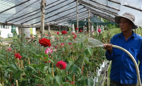Le village floral de Tân Quy Dông resplendit de couleurs ảnh 1