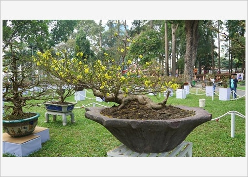 Festival des fleurs de Tao Dàn, retour au printemps au Sud ảnh 3 Festival des fleurs de Tao Dàn, retour au printemps au Sud ảnh 3