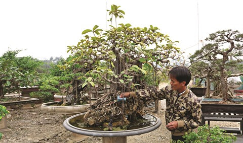 Découvrez l’art du bonsaï dans l’ancien village de Triêu Khuc ảnh 2