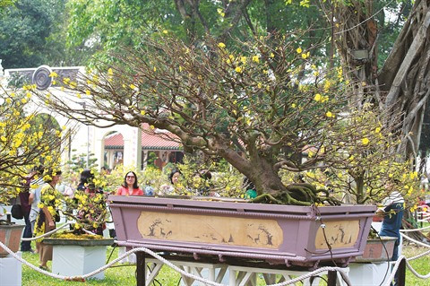 La fleur d’abricotier comme un rappel éternel au printemps dans le Sud ảnh 1