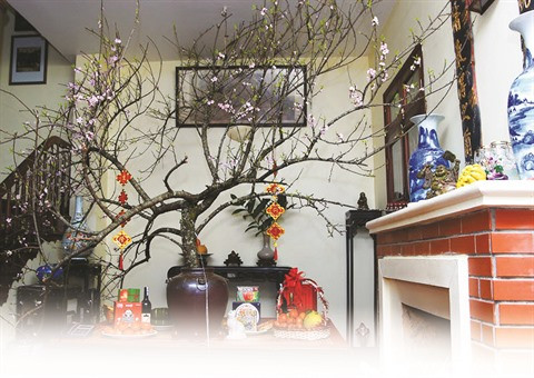 Des fleurs et plantes pour accueillir le printemps en beauté ảnh 2 Des fleurs et plantes pour accueillir le printemps en beauté ảnh 2