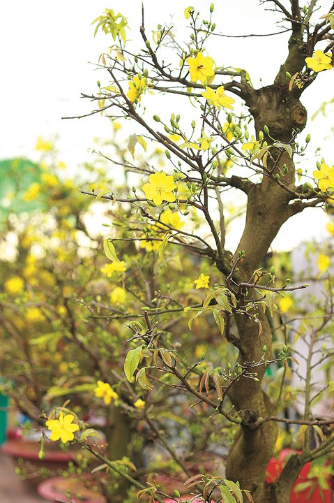 La fleur d’abricotier comme un rappel éternel au printemps dans le Sud ảnh 2