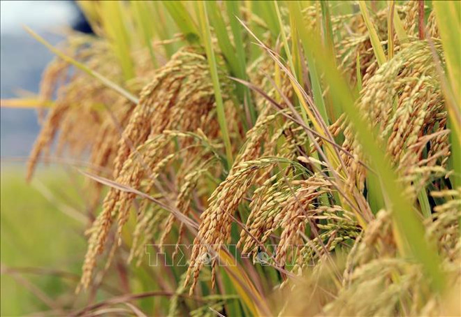 Le PPP mis en avant dans la production de riz de haute qualité à faible émission ảnh 2 Le PPP mis en avant dans la production de riz de haute qualité à faible émission ảnh 2
