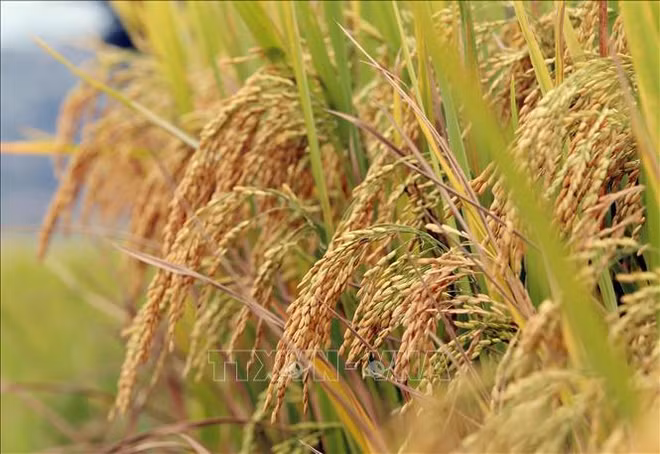 Le PPP mis en avant dans la production de riz de haute qualité à faible émission ảnh 2