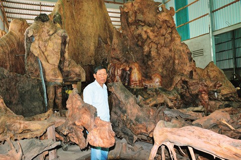 Une souche de badamier tentaculaire à Soc Trang ảnh 1 Une souche de badamier tentaculaire à Soc Trang ảnh 1