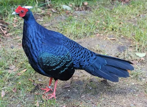 Dans le Centre, le retour du faisan exterminé par la guerre ảnh 2