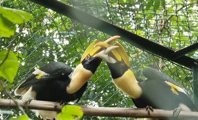 Le parc national de Phong Nha-Ke Bang reçoit 11 animaux sauvages ảnh 1