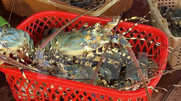 Les exportations de homard ont été multipliées par 18 en deux mois ảnh 1 Les exportations de homard ont été multipliées par 18 en deux mois ảnh 1