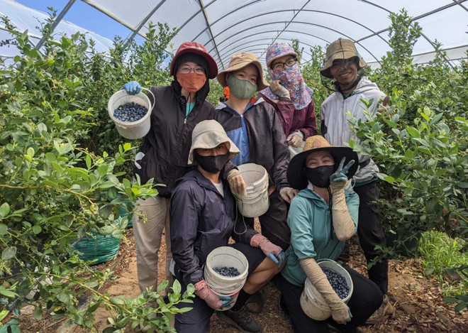 L’Australie ouvre ses portes aux travailleurs agricoles vietnamiens ảnh 1 L’Australie ouvre ses portes aux travailleurs agricoles vietnamiens ảnh 1