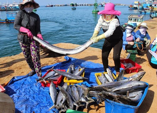 Nouvelle ruralité: Phu Quy, le 2e district insulaire du pays répondant aux critères ảnh 1 Nouvelle ruralité: Phu Quy, le 2e district insulaire du pays répondant aux critères ảnh 1