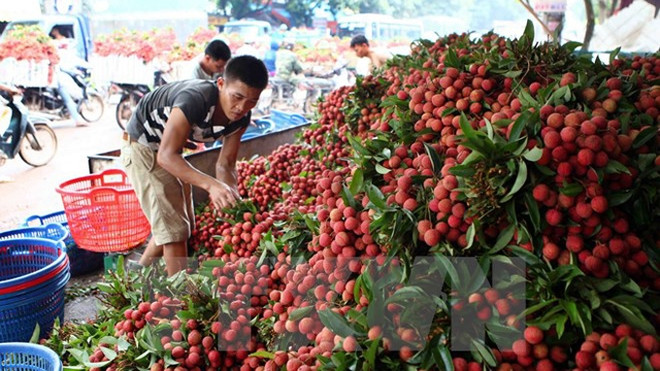 Les fruits frais en tête des exportations vietnamiennes vers le marché chinois ảnh 1 Les fruits frais en tête des exportations vietnamiennes vers le marché chinois ảnh 1