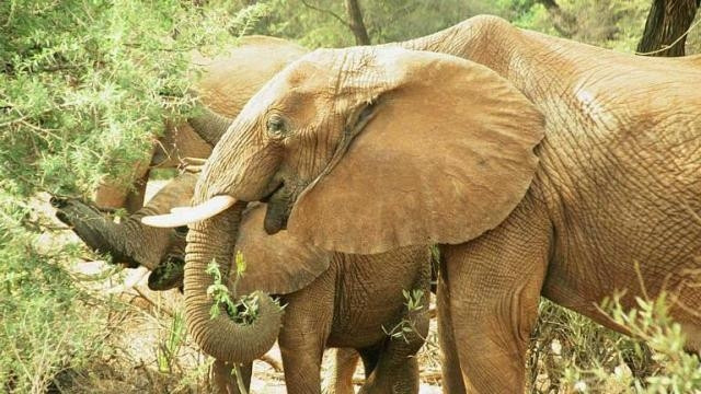 Des efforts conjoints ont été demandés pour protéger les derniers éléphants sauvages au Vietnam ảnh 1 Des efforts conjoints ont été demandés pour protéger les derniers éléphants sauvages au Vietnam ảnh 1