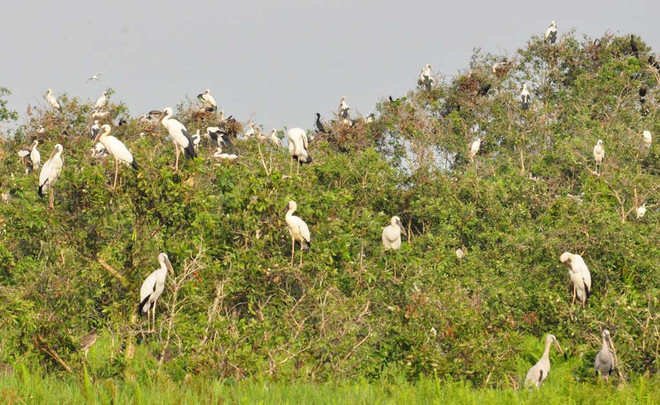 Plantation de 7.000 arbres à la Réserve de zones humides de Lang Sen, à Long An ảnh 1 Plantation de 7.000 arbres à la Réserve de zones humides de Lang Sen, à Long An ảnh 1