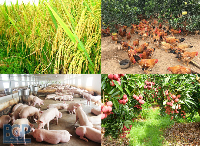 Bac Giang stimule le développement forestier durable ảnh 1 Bac Giang stimule le développement forestier durable ảnh 1