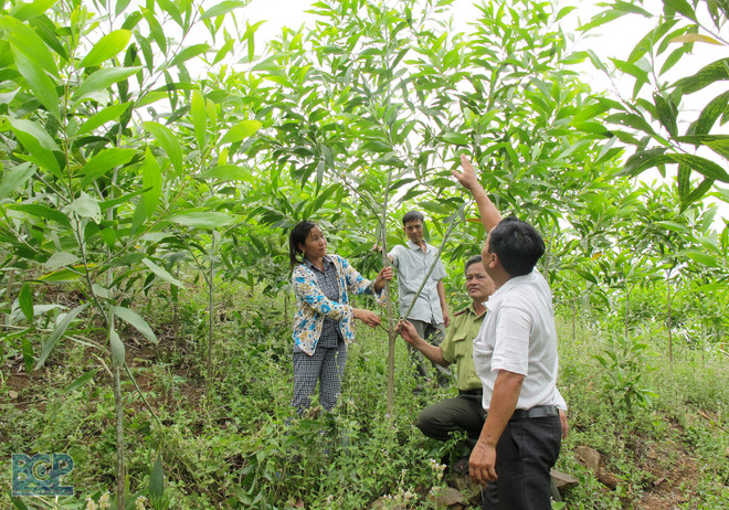 Bac Giang stimule le développement forestier durable ảnh 2 Bac Giang stimule le développement forestier durable ảnh 2