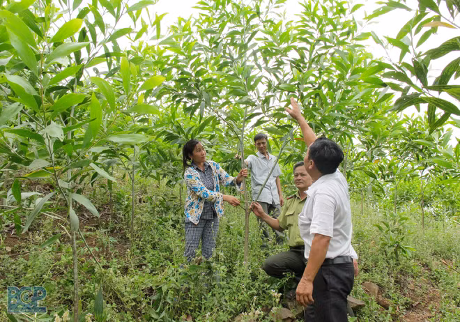 Bac Giang stimule le développement forestier durable ảnh 2