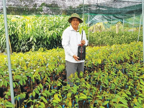 La culture des semis : une opportunité en or pour les paysans de Bên Tre ảnh 1 La culture des semis : une opportunité en or pour les paysans de Bên Tre ảnh 1