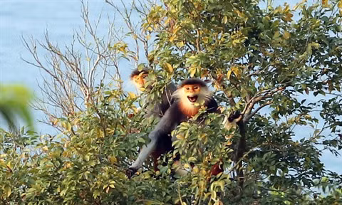 Environnement : ASEP 2017, le rendez-vous des jeunes asiatiques ảnh 2