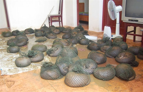 Sauvetage de 63 pangolins par le centre Save Vietnam’s Wildlife ảnh 1 Sauvetage de 63 pangolins par le centre Save Vietnam’s Wildlife ảnh 1