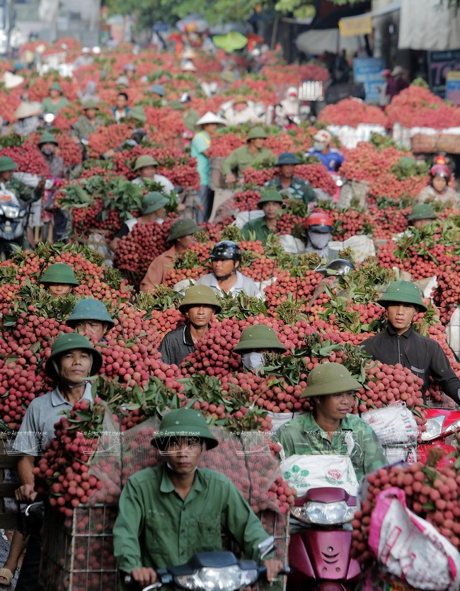 Les litchis vietnamiens à la conquête des marchés étrangers ảnh 2 Les litchis vietnamiens à la conquête des marchés étrangers ảnh 2