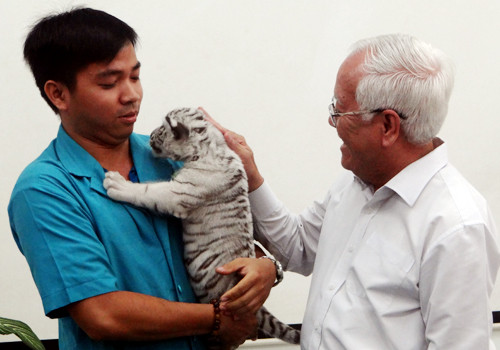 Trois magnifiques bébés tigres blancs naissent au Vietnam ảnh 1 Trois magnifiques bébés tigres blancs naissent au Vietnam ảnh 1
