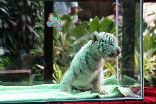 Trois magnifiques bébés tigres blancs naissent au Vietnam ảnh 4 Trois magnifiques bébés tigres blancs naissent au Vietnam ảnh 4