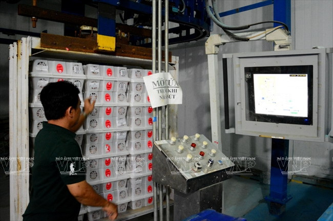 Les litchis vietnamiens à la conquête des marchés étrangers ảnh 5 Les litchis vietnamiens à la conquête des marchés étrangers ảnh 5