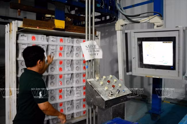 Les litchis vietnamiens à la conquête des marchés étrangers ảnh 5 Les litchis vietnamiens à la conquête des marchés étrangers ảnh 5