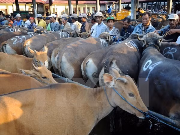 Le Vietnam, 2e débouché pour le bétail domestique australien ảnh 1