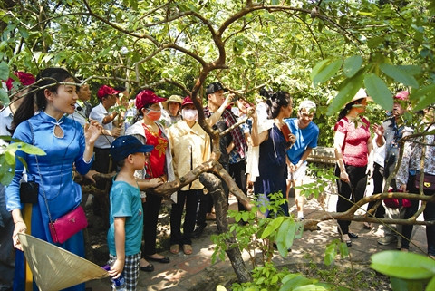 À Lam Kinh, deux arbres phénoménaux ảnh 2 À Lam Kinh, deux arbres phénoménaux ảnh 2