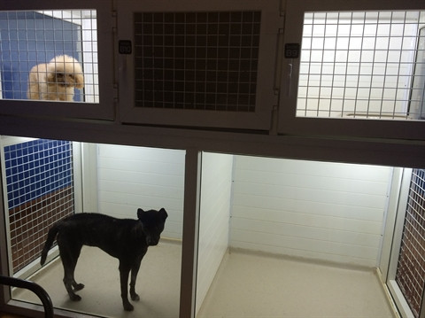 Le commerce des animaux de compagnie ont le vent en poupe ảnh 2 Le commerce des animaux de compagnie ont le vent en poupe ảnh 2