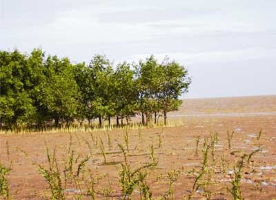 La R. de Corée aide Soc Trang dans la protection des écosystèmes ảnh 1