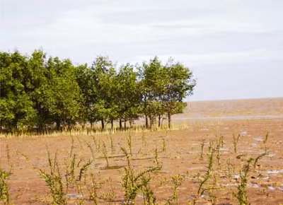 La R. de Corée aide Soc Trang dans la protection des écosystèmes ảnh 1 La R. de Corée aide Soc Trang dans la protection des écosystèmes ảnh 1