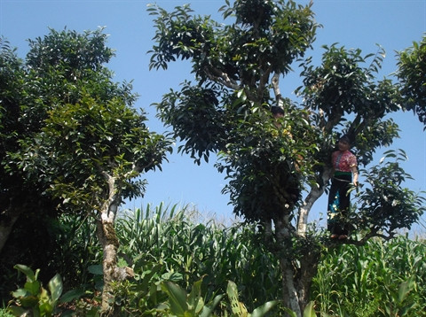 Le thé Shan tuyêt, spécialité de Môc Châu ảnh 1 Le thé Shan tuyêt, spécialité de Môc Châu ảnh 1