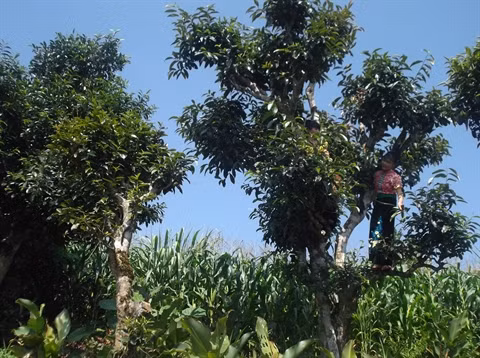 Le thé Shan tuyêt, spécialité de Môc Châu ảnh 1