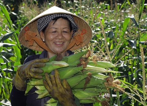 Organismes génétiquement modifiés: déjà plus d’un million d’ha au Vietnam ảnh 2 Organismes génétiquement modifiés: déjà plus d’un million d’ha au Vietnam ảnh 2