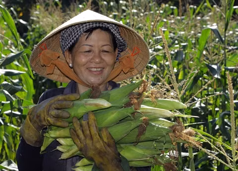Organismes génétiquement modifiés: déjà plus d’un million d’ha au Vietnam ảnh 2