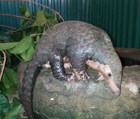 Sauvetage de 63 pangolins par le centre Save Vietnam’s Wildlife ảnh 2 Sauvetage de 63 pangolins par le centre Save Vietnam’s Wildlife ảnh 2