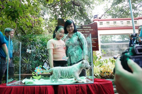 Trois magnifiques bébés tigres blancs naissent au Vietnam ảnh 3 Trois magnifiques bébés tigres blancs naissent au Vietnam ảnh 3