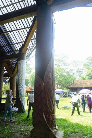 À Lam Kinh, deux arbres phénoménaux ảnh 3 À Lam Kinh, deux arbres phénoménaux ảnh 3