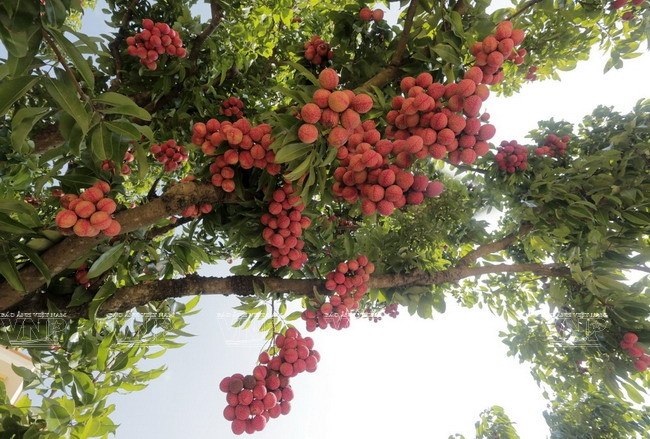 Les litchis vietnamiens à la conquête des marchés étrangers ảnh 1 Les litchis vietnamiens à la conquête des marchés étrangers ảnh 1