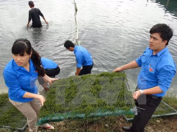 Da Nang-Saravane renforcent la coopération entre les jeunes ảnh 1 Da Nang-Saravane renforcent la coopération entre les jeunes ảnh 1