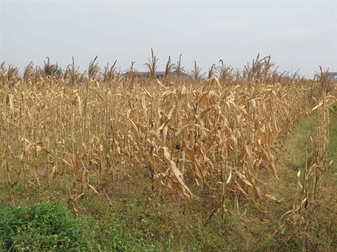 La sécheresse perdure, les dégâts s’alourdissent au Centre ảnh 1 La sécheresse perdure, les dégâts s’alourdissent au Centre ảnh 1