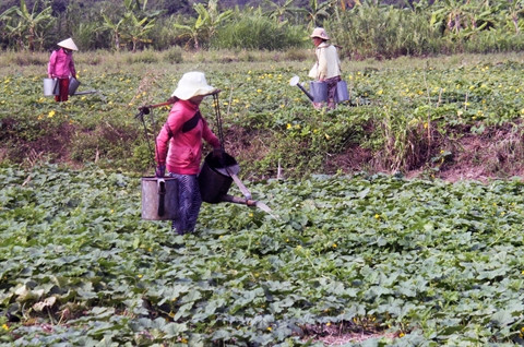 La sécheresse perdure, les dégâts s’alourdissent au Centre ảnh 2 La sécheresse perdure, les dégâts s’alourdissent au Centre ảnh 2